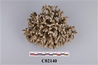 藏品(珊瑚化石)的圖片